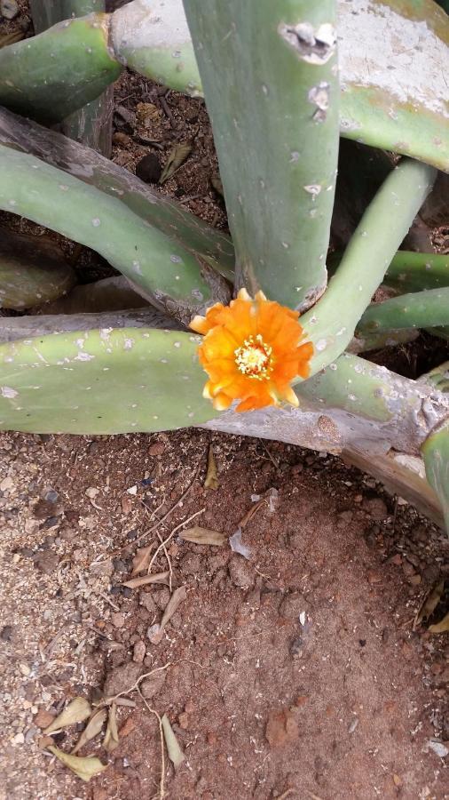 Guest House Orquidea 살 레이 외부 사진